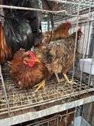 5 Chickens - 1 Rooster 4 Hens