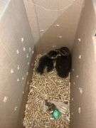 2 Call Ducklings - 1 Butterscotch & 1 Black