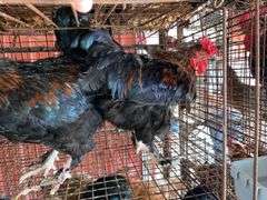 2 Maran Cross Roosters
