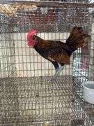 Sebright Rooster