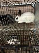 White & Black Bunny