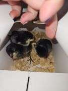 3 Death Layer Chicks