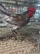 Barnyard Mix Rooster