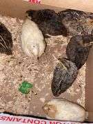 8 Celadon Mix Coturnix Quail - 2.5 Wks Old