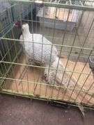 Male Silver Pheasant w/ Cage