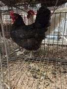 American Mix Hen - 1 Yr Old