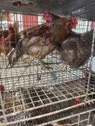 Pair Chickens