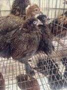 5 Ameraucana Pullet Chicks - 3 Months Old