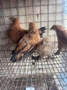 5 Mille Fluer Pullets - 3 Months Old