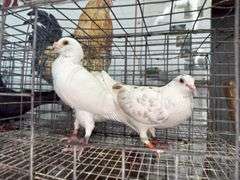 Pair Homing Pigeons