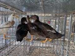 3 Rouen Hen Ducks