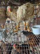 2 Meat Chickens