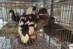 2 Silver Appleyard Hen Ducks