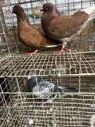 Pair Roller Pigeons