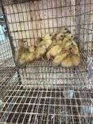 14 Baby Muscovy Ducks