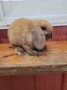 Orange Tort Mini Lop Buck - VM Gene - 8 Wks Old - Very Friendly - Handled By Kids