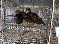 3 Rouen Hen Ducks