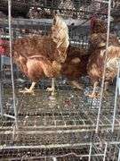 3 Red Laying Hens