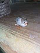 4 Royal Purple Guinea Keets - 1 Wk Old