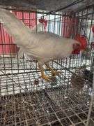 1 White Leghorn Mix Rooster - 3 Months Old