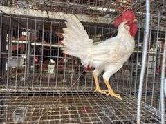 Leghorn Rooster - 3 Months Old