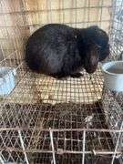 Holland Lop Buck