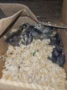 6 Silkie Chicks