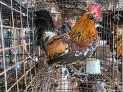 Mille Fluer Duccle Rooster