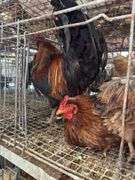 5 Chickens - 1 Rooster 4 Hens