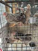 5 Young Cream Legbar/Barred Rock