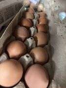 3 Doz Brown Pullet Eating Eggs