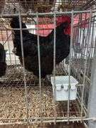 2 Black Australorp Hens