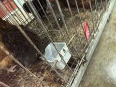 3 Laying Hens