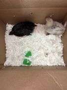 2 Chicks - 1 Splash Leghorn & 1 Fibro Egger