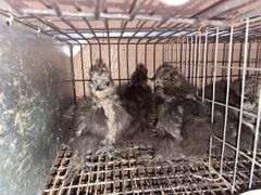 3 Black Bearded Silkie Chicks