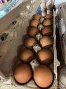 3 Doz Brown Pullet Eating Eggs