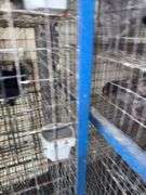 1 Chocolate Silkie & 2 Black Silkies