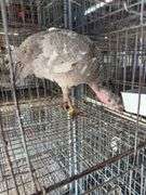Proven Blue Slate Turkey Hen