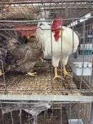 3 Cream Legbar Hens & 1 White Legbar Rooster