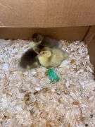 3 Muscovy Ducklings - Hatched Free Range