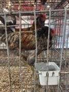 2 Easter Egger Roosters