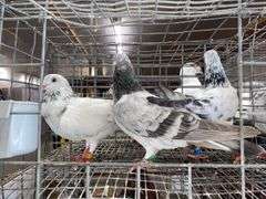 3 Tippler Pigeons