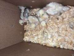 4 Turken Chicks
