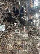 2 Melanistic Ringneck Pheasants w/ Permit