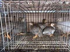4 Guinea Keets - French Pearl & Pied