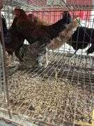 4 Barnyard Mix Roosters