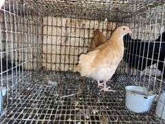 2 Buff Orpington Pullets - 7 Wks Old