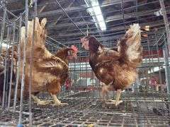 2 Rhode Island Red Hens