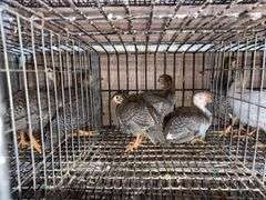 4 Guinea Keets - French Pearl & Pied