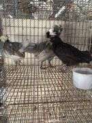 3 Polish Pullets - 5 Wks Old